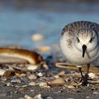 Sanderling