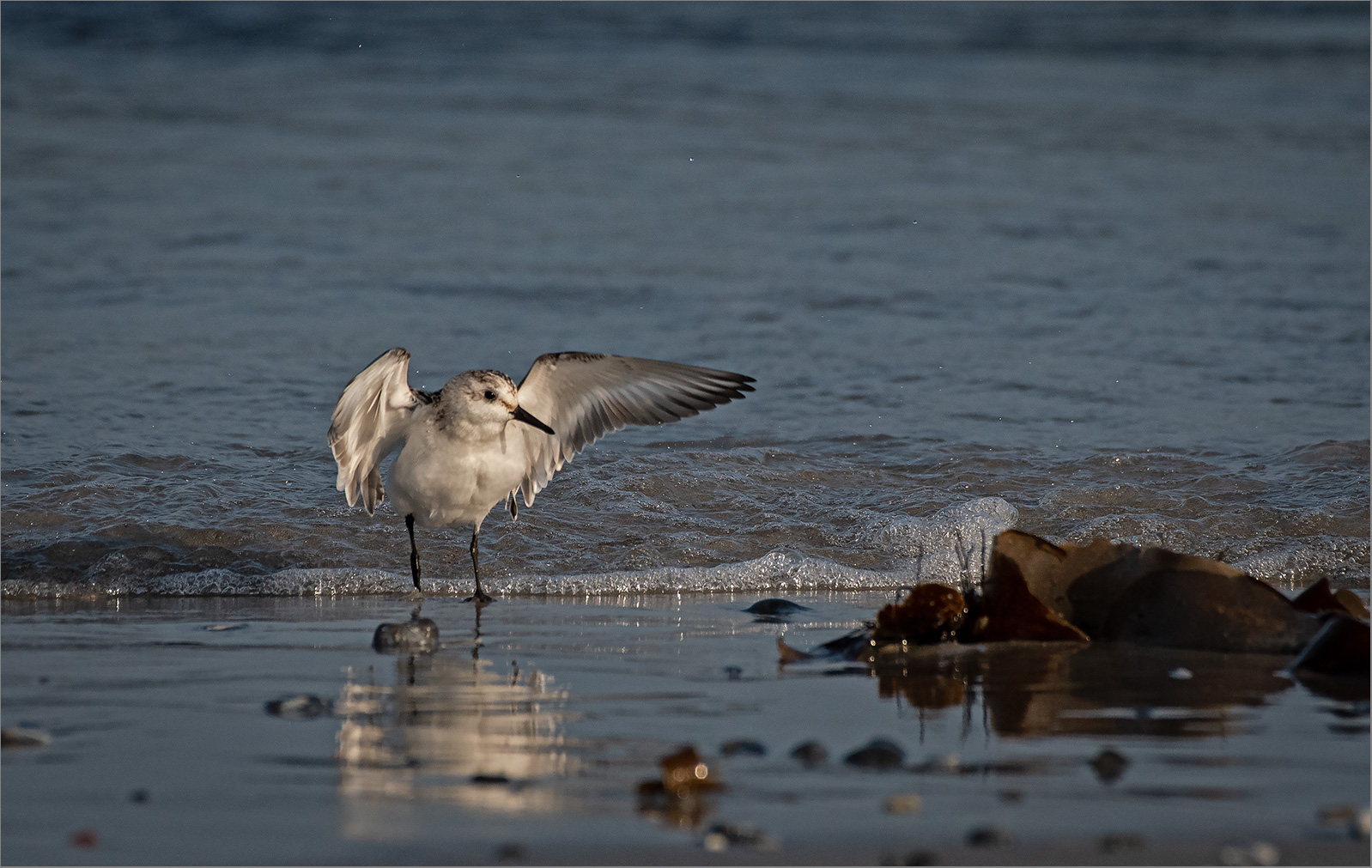 Sanderling frisch gebadet   . . .