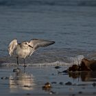 Sanderling frisch gebadet   . . .