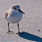 Sanderling I