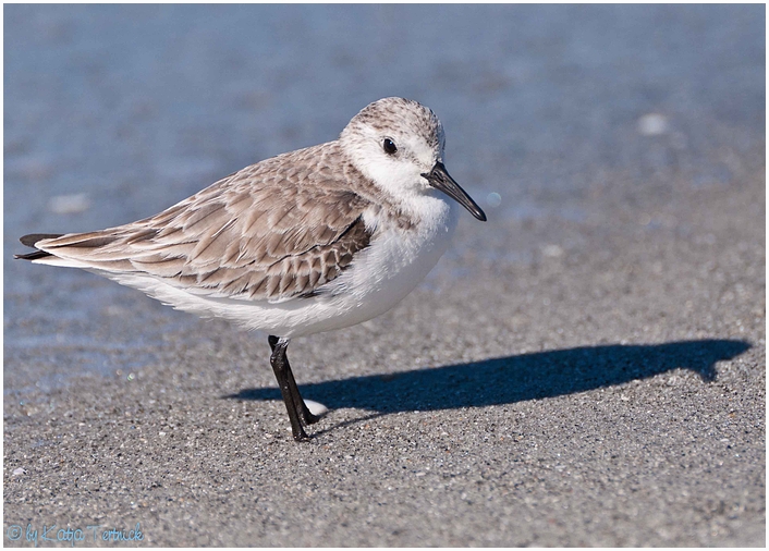 Sanderling II