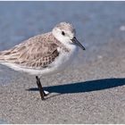 Sanderling II