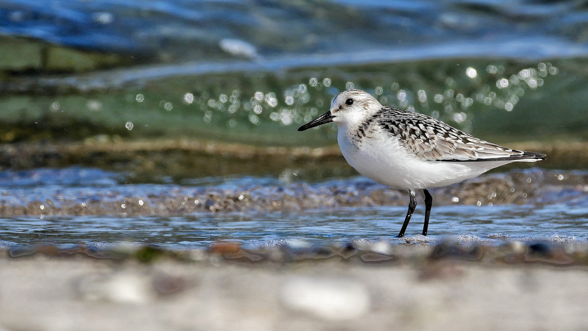 Sanderling III