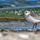 Sanderling III