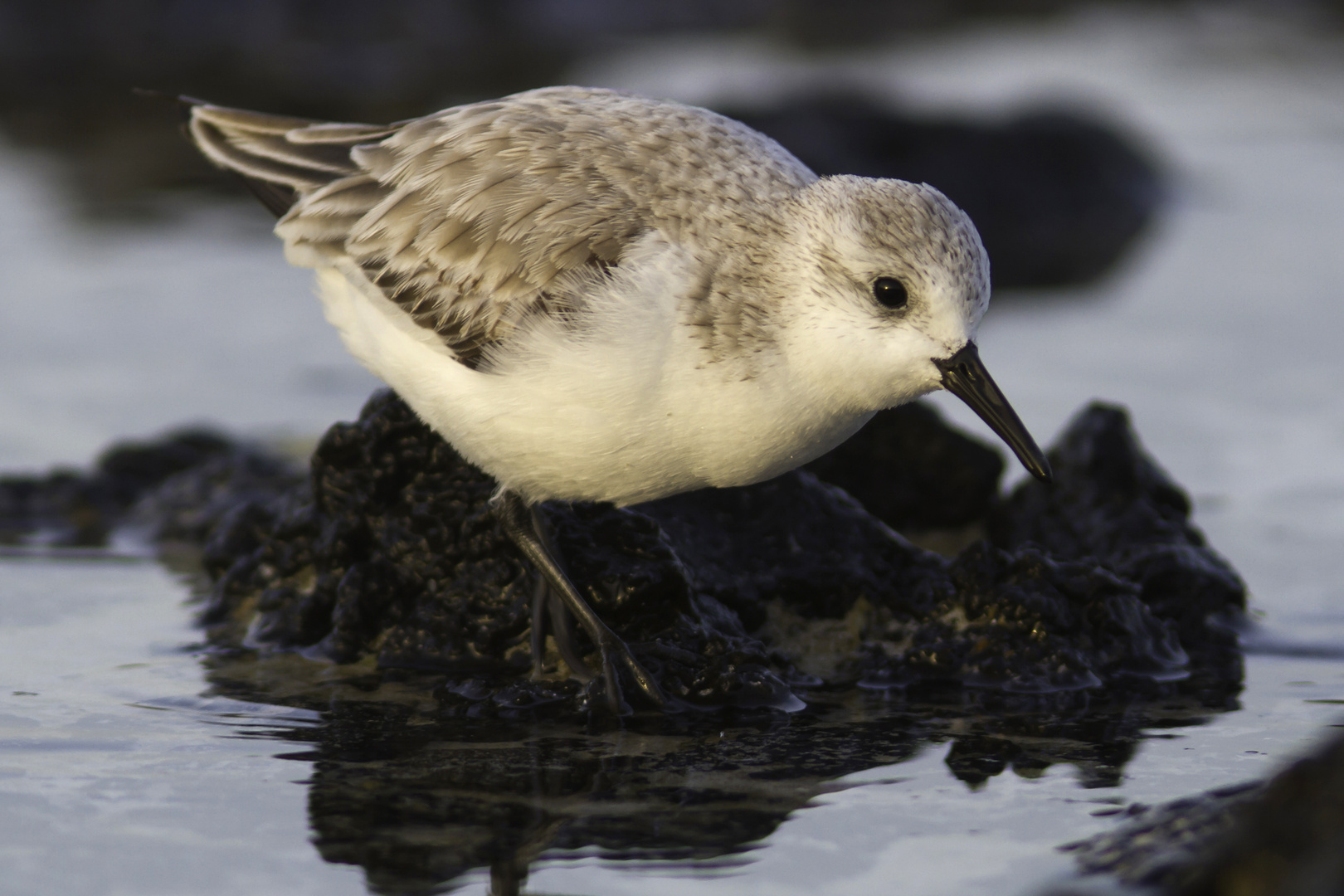 Sanderling im Abendlicht