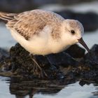 Sanderling im Abendlicht