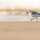 Sanderling im Abendlicht