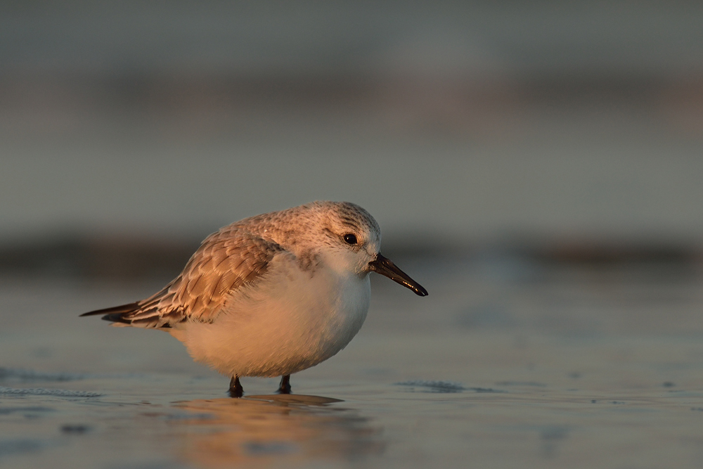 Sanderling ? im Abendlicht