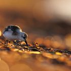 SANDERLING im Glitzermeer