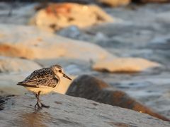 Sanderling im Morgenlicht