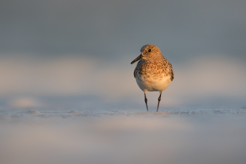 Sanderling im Morgenlicht