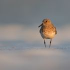 Sanderling im Morgenlicht