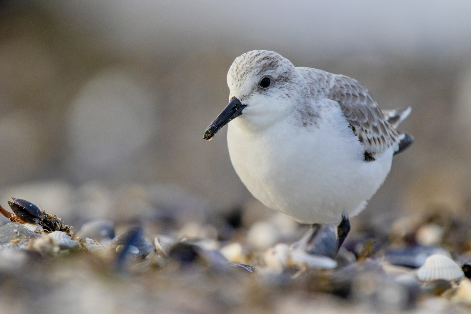 Sanderling im Muschelhaufen