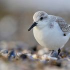 Sanderling im Muschelhaufen