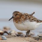 Sanderling im PK