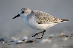 Sanderling im Schlichtkleid (D)