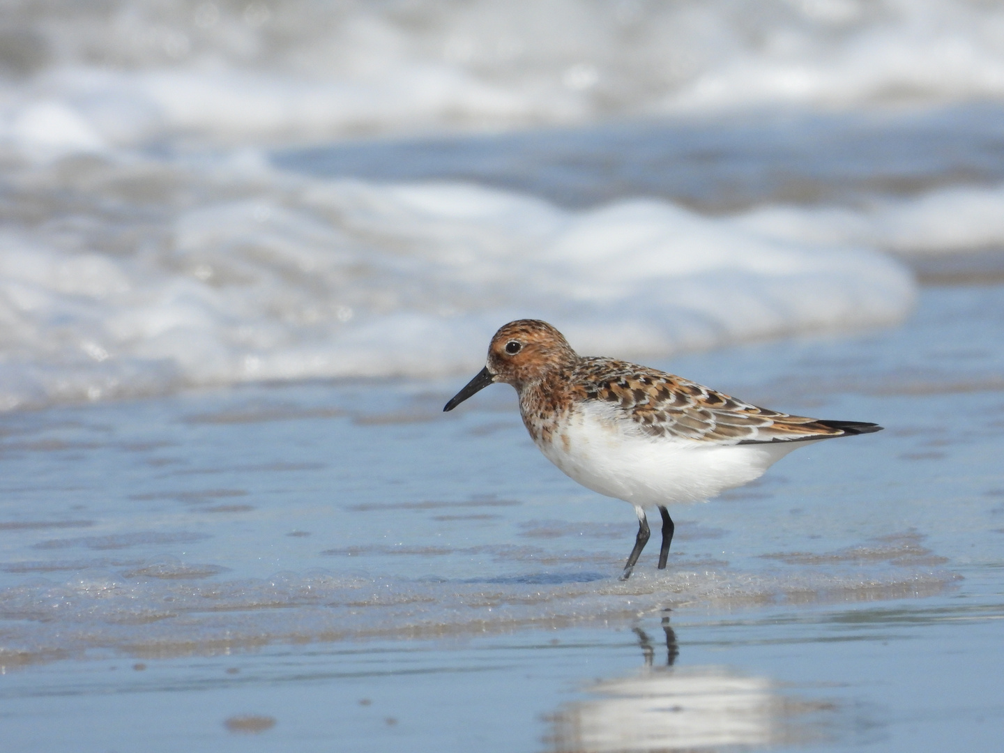 Sanderling im Sommer