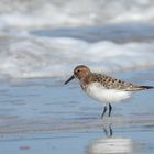 Sanderling im Sommer