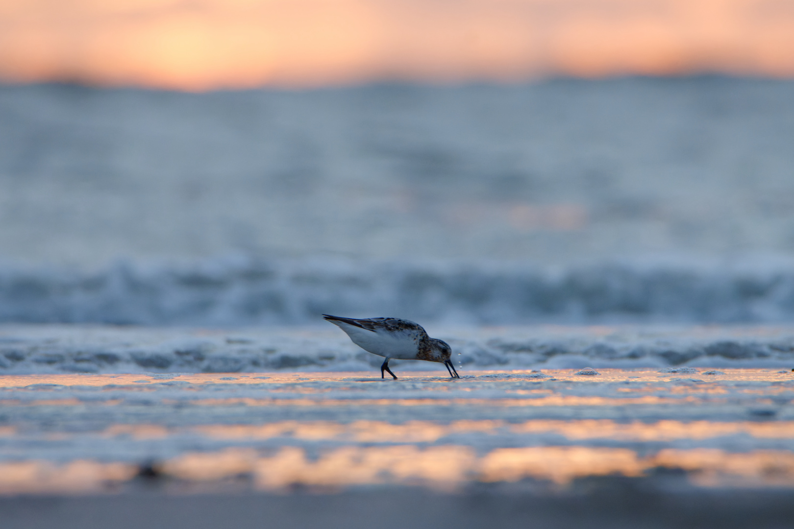 Sanderling im Sonnenuntergang