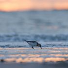 Sanderling im Sonnenuntergang