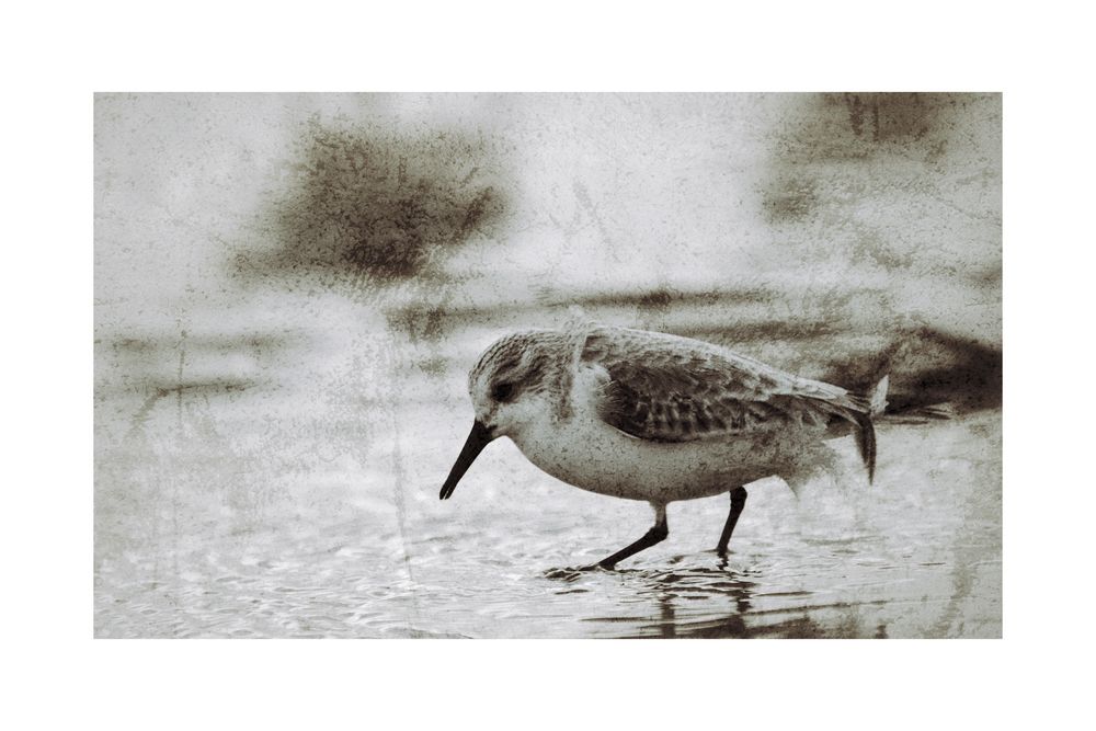 Sanderling im stürmischen Watt