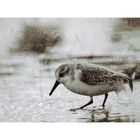 Sanderling im stürmischen Watt