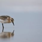 Sanderling im Wasser