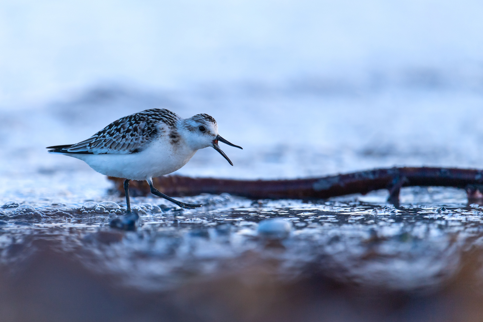 Sanderling im Watt