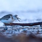 Sanderling im Watt