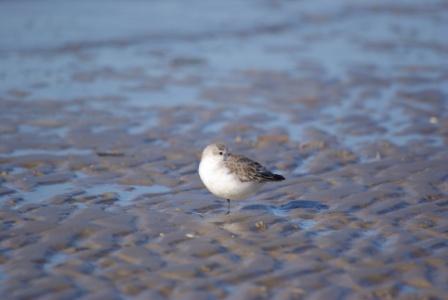 Sanderling im Watt