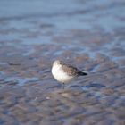 Sanderling im Watt