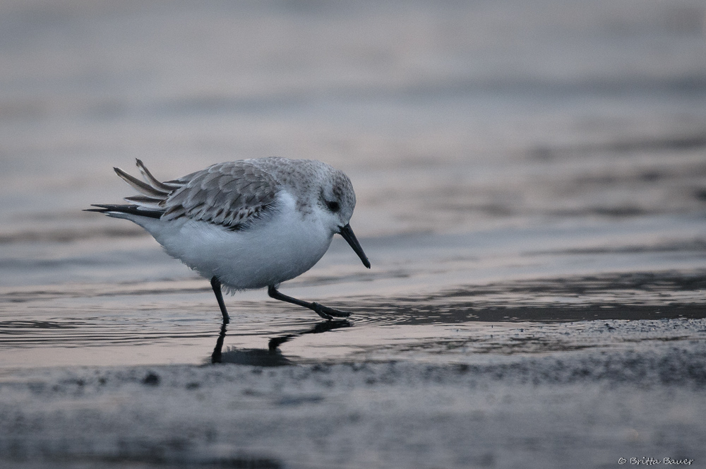 Sanderling im Winterkleid