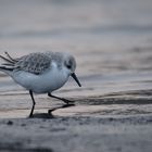 Sanderling im Winterkleid