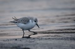 Sanderling im Winterkleid