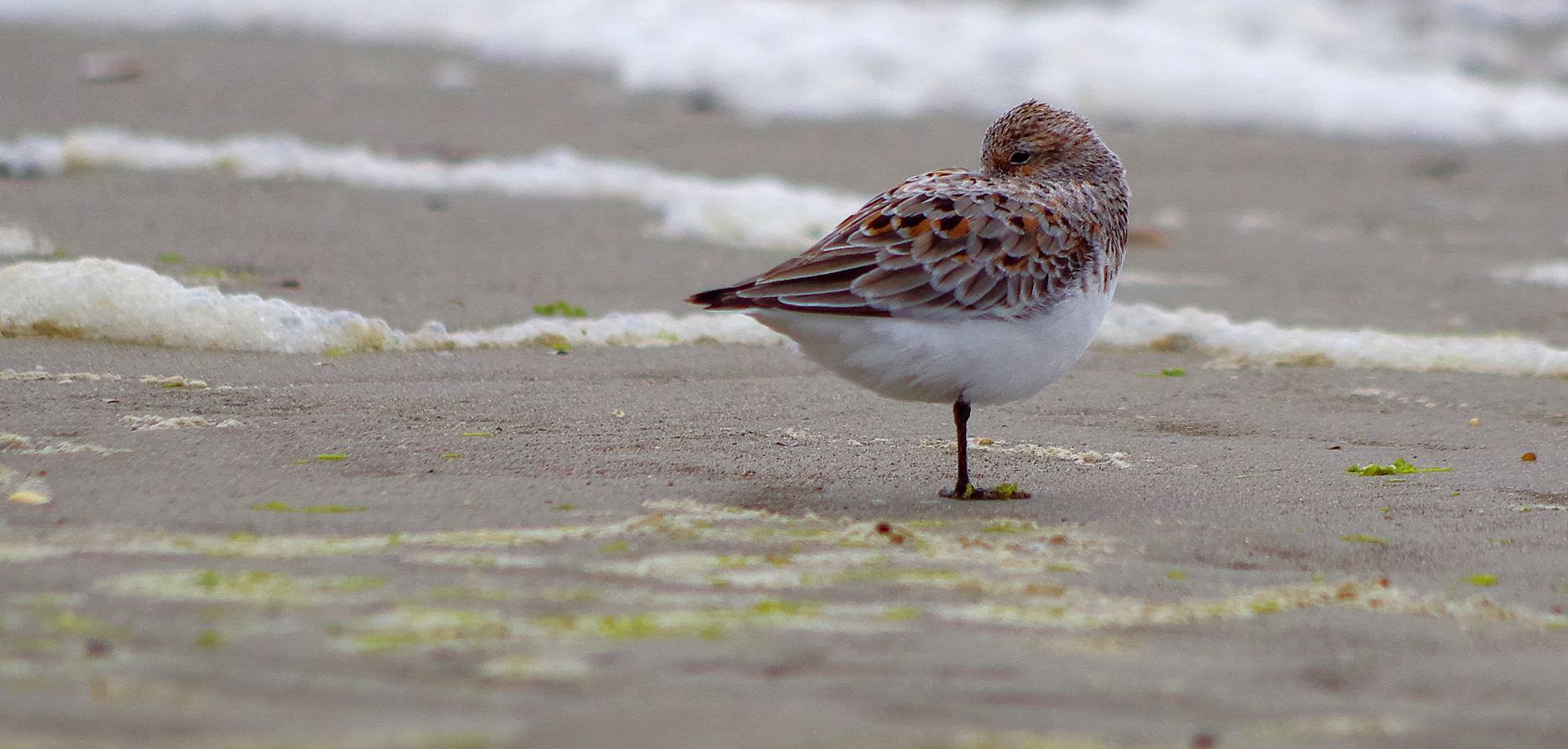 Sanderling in SPO