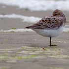 Sanderling in SPO