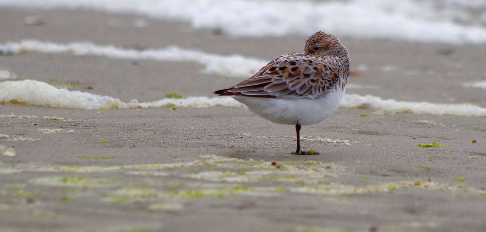 Sanderling in SPO