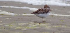 Sanderling in SPO