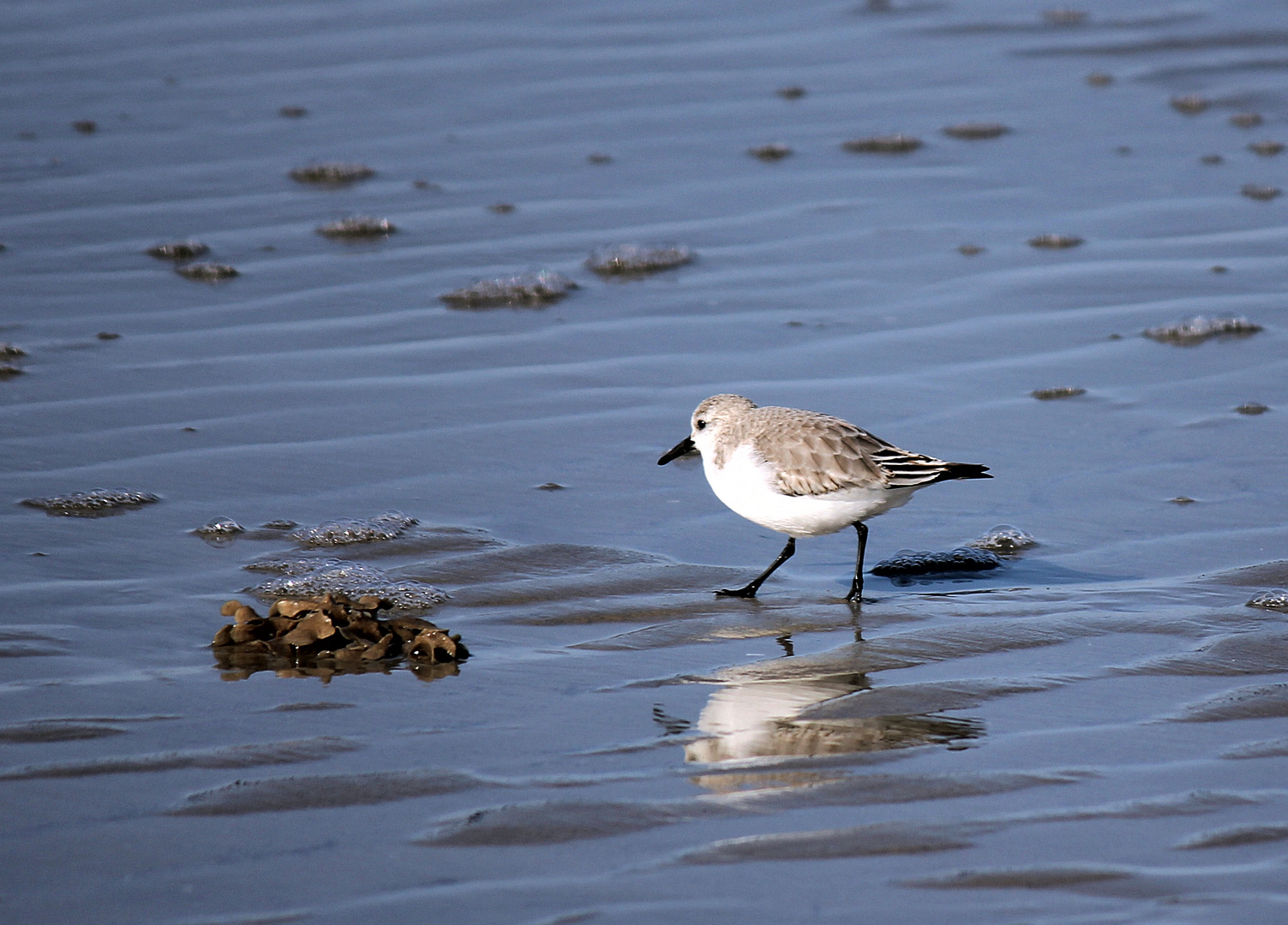 Sanderling in St. Peter Ording