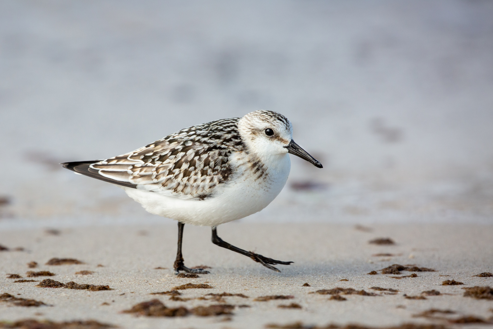 Sanderling in Zingst