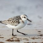 Sanderling in Zingst