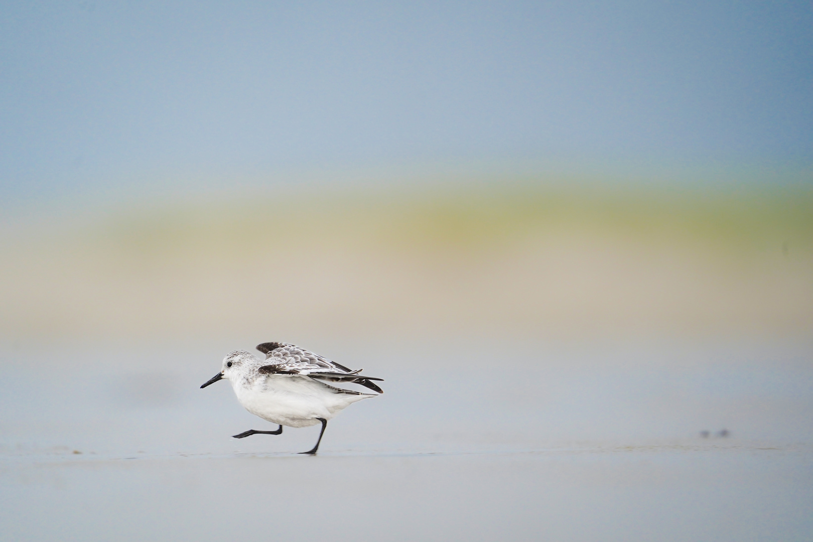 Sanderling landing