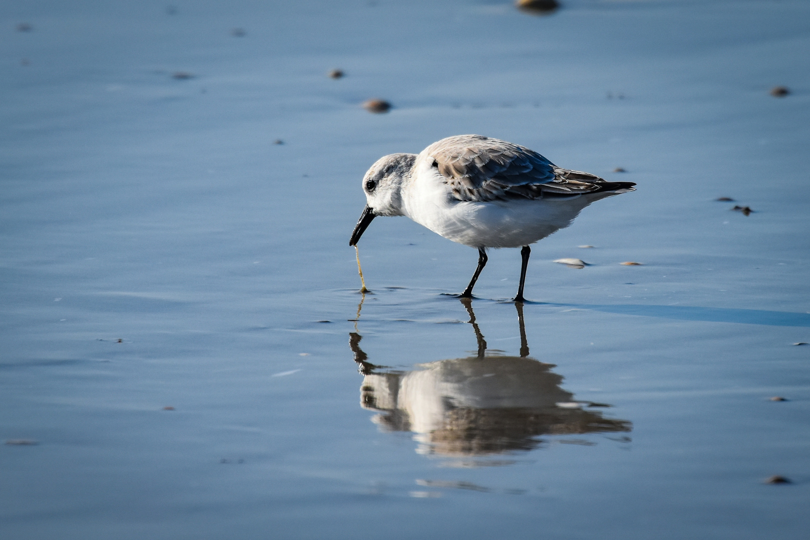 Sanderling macht Beute