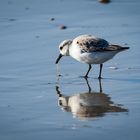 Sanderling macht Beute