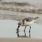 Sanderling mit Beute