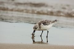 Sanderling mit Beute