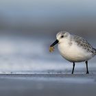 Sanderling mit erbeutetem Seestern