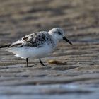 Sanderling mit Krabbe