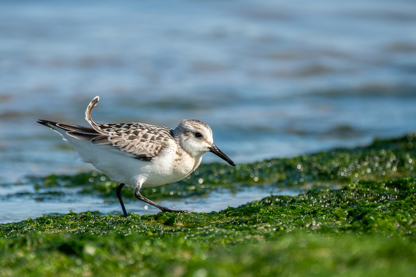 Sanderling mit Rückenwind