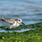 Sanderling mit Rückenwind